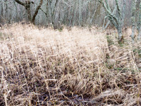 Reeds in the Wind