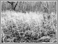 Reeds in the Wind 2