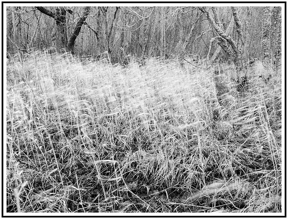 Reeds in the Wind 2