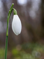 Single Snowdrop