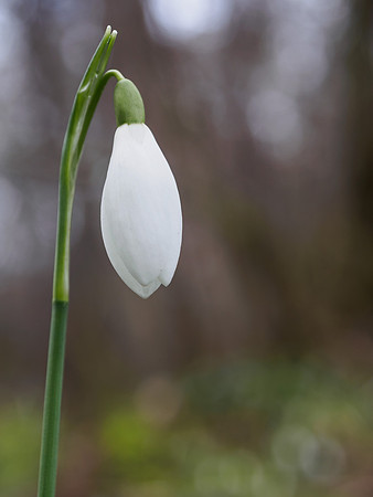 Single Snowdrop