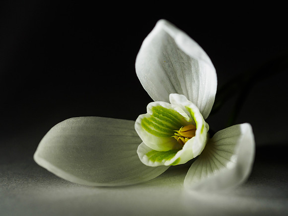 Arty Snowdrop