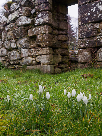 Old Church with Snowdrops