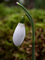 Single Snowdrop 2