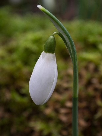 Single Snowdrop 2