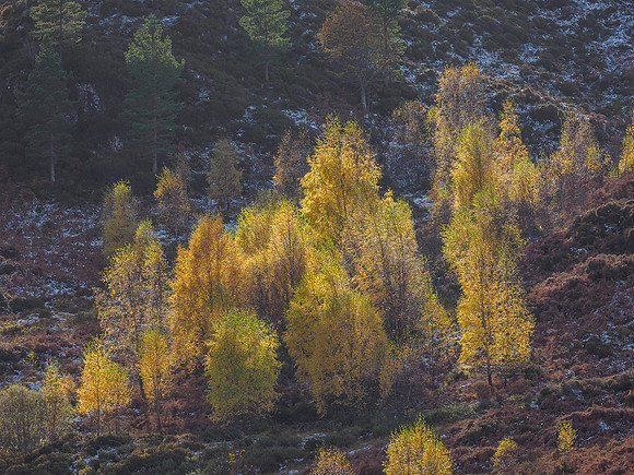 Cannich Colours (1) [1810080]