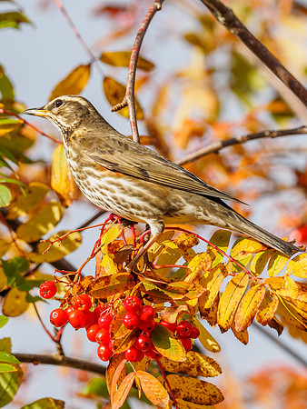 Redwing (Turdus iliacus) (2) [1810033]