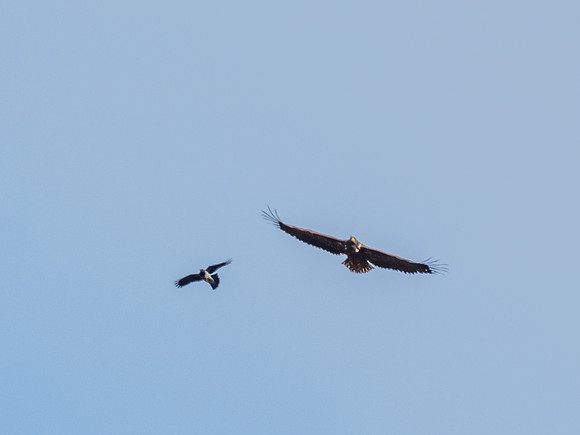 White-tailed Eagle (Haliaeetus albicilla) (2) [1810092]