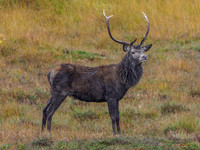 Strathconon Stags (4) [1810014]