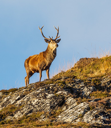 Red Deer Stags (Cervus elephus) (12) [1810101]
