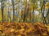 Autumnal Scene [1810015]