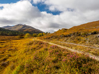 This Afternoon's Dogwalk (2) [1810008]