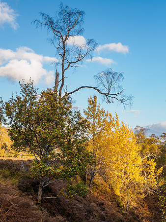Autumnal Trees (2) [1810052]