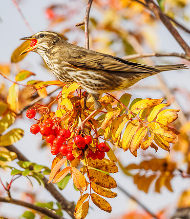 Redwing (Turdus iliacus) (3) [1810034]