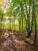 Beech Wood [1810009]