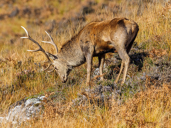 Red Deer Stags (Cervus elephus) (4) [1810086]