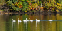 7 Swans a Swimming [1810016]