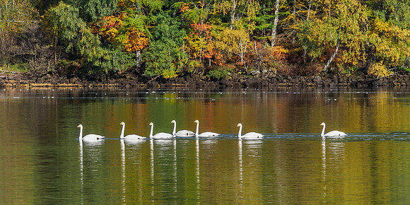 7 Swans a Swimming [1810016]
