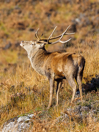 Red Deer Stags (Cervus elephus) (5) [1810087]