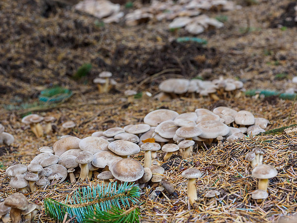 Woodland Shrooms (1) [1810040]