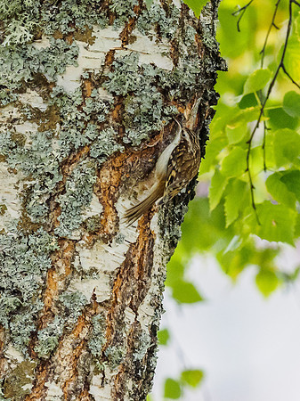 Treecreeper (Certhia familiaris) [1810067]