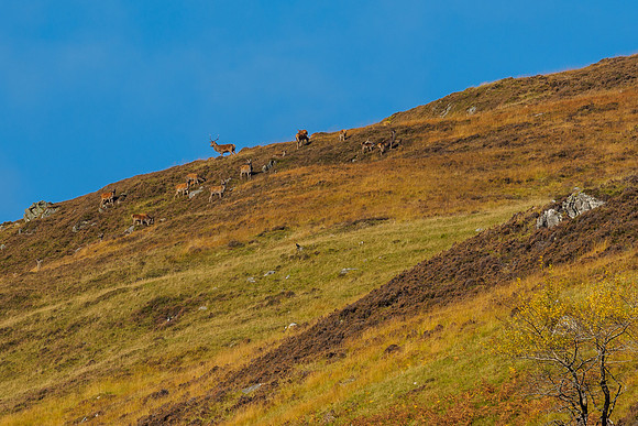 Highland Harem (2) [1810022]
