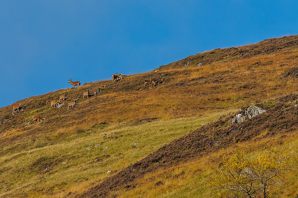 Highland Harem (3) [1810023]