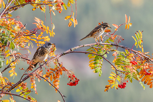 Mixed Thrushes [1810029]