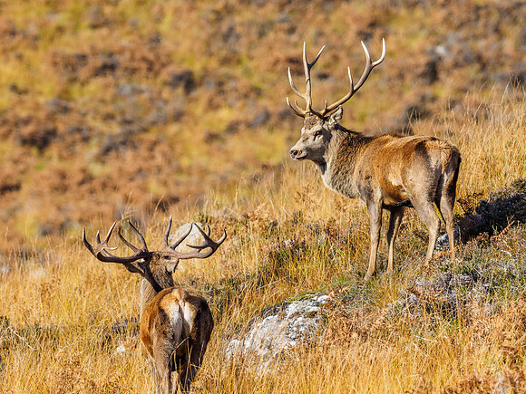 Red Deer Stags (Cervus elephus) (6) [1810088]