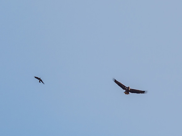 White-tailed Eagle (Haliaeetus albicilla) (2) [1810093]