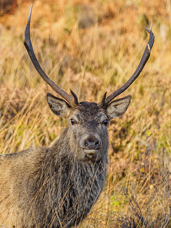 Red Deer Family Group (Cervus elephus) (14)  [1810103]