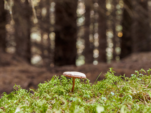 Woodland Shrooms (2) [1810043]