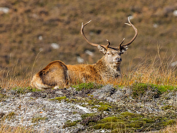 Red Deer Stags (Cervus elephus) (3) [1810085]