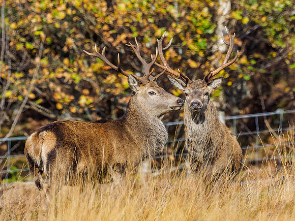 Red Deer Stags (Cervus elephus) (1) [1810083]