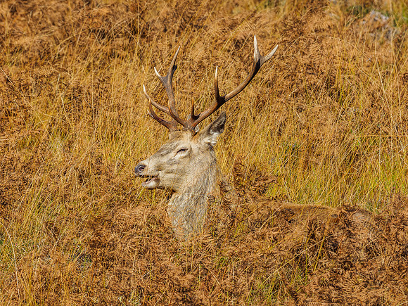 Red Deer Stags (Cervus elephus) (8) [1810090]