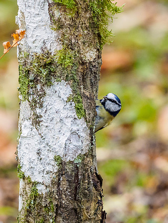 Blue Tit (Cyanistes caeruleus) [1810066]