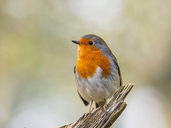 Robin at Rest [1810065]