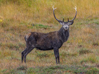 Strathconon Stags (3) [1810013]