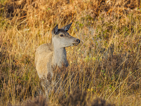 Red Deer Family Group (Cervus elephus) (13) [1810102]