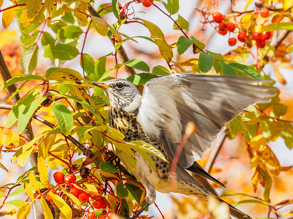 Fieldfare Flap [1810032]