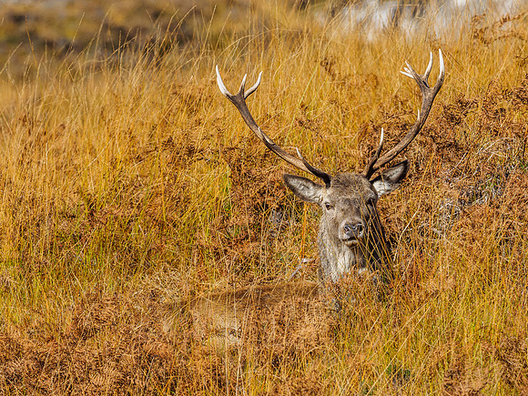 Red Deer Stags (Cervus elephus) (7) [1810089]