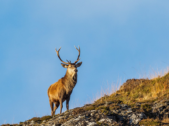 Red Deer Stags (Cervus elephus) (11) [1810100]