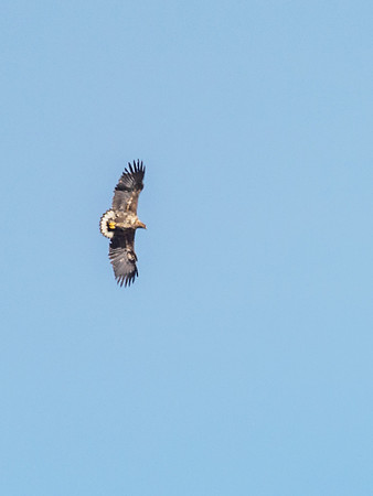 White-tailed Eagle (Haliaeetus albicilla) (4) [1810096]