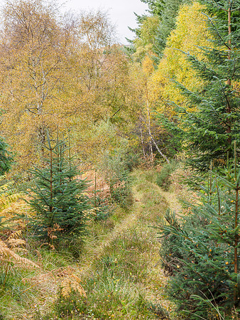 Autumn Woodland Walk [1810044]