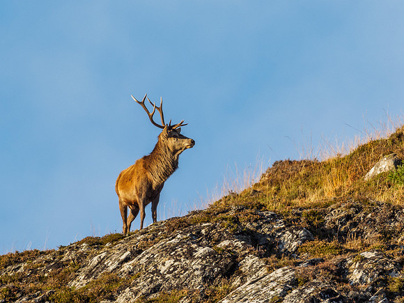Red Deer Stags (Cervus elephus) (10) [1810099]