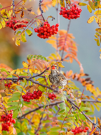 Redwing (Turdus iliacus) (1) [1810028]