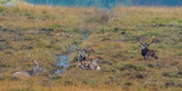 Strathconon Stags (1) [1810011]