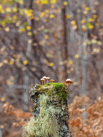 Mushroom Post (1) [1810061]