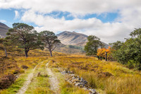 This Afternoon's Dogwalk (1) [1810007]
