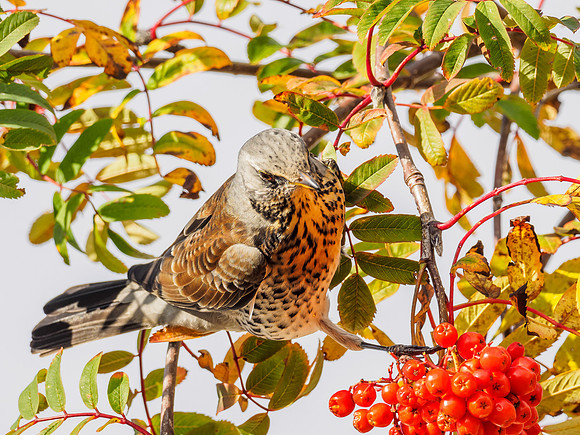 Fieldfare Feeding Frenzy [1810031]